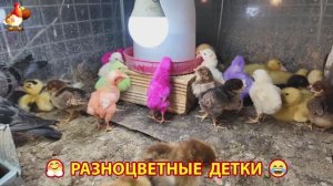 Цыплята и утята милые пушистики растут на радость хозяину (54)