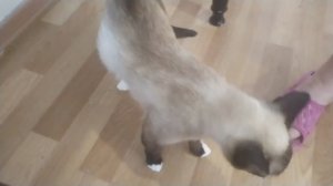 КОШКИ НАТАШИ.