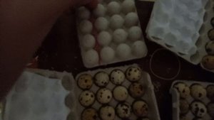 Дмитриевский перепел закладка в инкубатор перепелинного яйца.