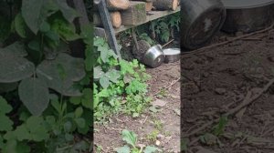 Тырит у уличных кошек хавчик😅