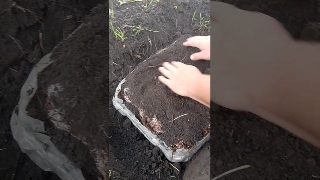 ШАМПИНЬОНЫ В САДУ ИЛИ НА ДАЧЕ смотреть онлайн