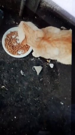 SOS Бескудниково. Домашний подросток на улице!