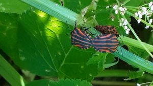щитник линейчатый, или графозома полосатая, клоп итальянский (Graphosoma lineatum)