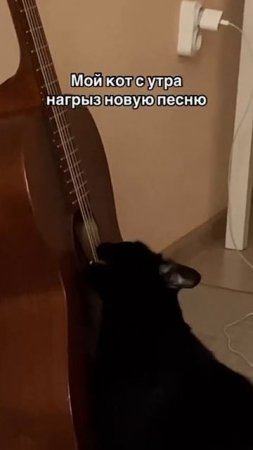 Грызем хит