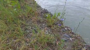 Поездка на Алтай, август 2023