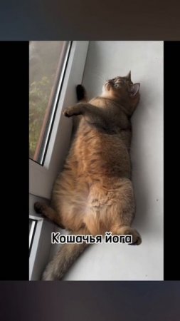 #йога#cat #йогатерапия