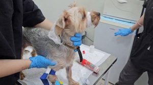 Живая игрушка стала обузой! Борьба маленького йорка с болью и предательством... | Тэдди