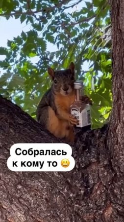 Белочка