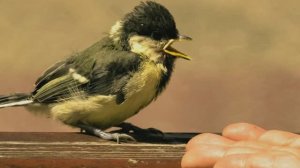 Птенцы синички на городской улице