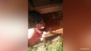 Забавное ЖИВОТНОЕ заставит вас ХОХОТАТЬ ДО УПАДУ! Видео с невероятным моментом