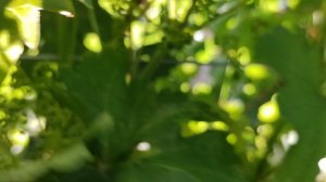 Супер интрига этого года зацвела на прививке! 🍇🍇🍇 Telegram, WhatsApp и Vlber +79528500417.