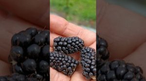Ежевика на рынке - это просто жесть.