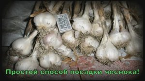 Не высаживайте чеснок пока не посмотрите это видео.