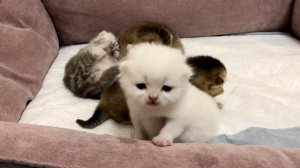 Котята кошки Кайли открыли глазки.