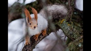 Привет от сердца (Suno AI)