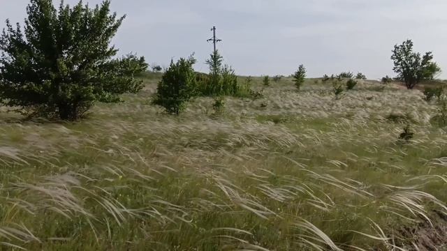 ковыль в степи