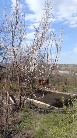 Абрикос полон грёз