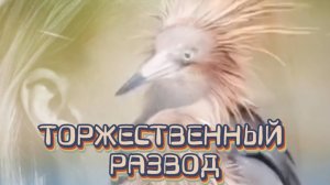 ТОРЖЕСТВЕННЫЙ РАЗВОД  
 или месть обманутой жены