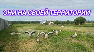 ТО САМОЕ ВИДЕО!!! ОНИ НА СВОЕЙ ТЕРРИТОРИИ.