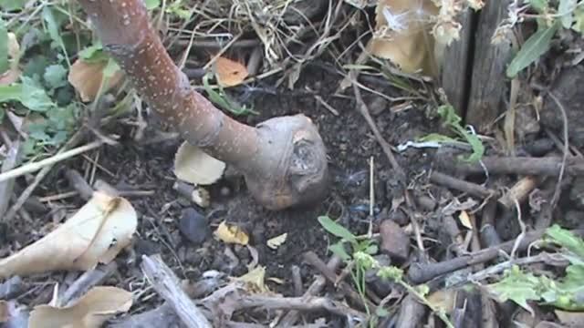 Отличие на яблоне карликового подвоя от среднерослого / Dwarf rootstock on an Apple tree