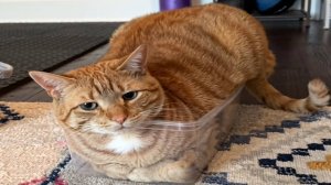 СМЕШНЫЕ КОТЫ 2025 ЛУЧШИЕ ПРИКОЛЫ С КОТАМИ, КОШКИ, КОТИКИ, СОБАЧКИ, СМЕШНОЕ ВИДЕО