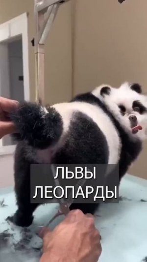 Клип @mem_archive