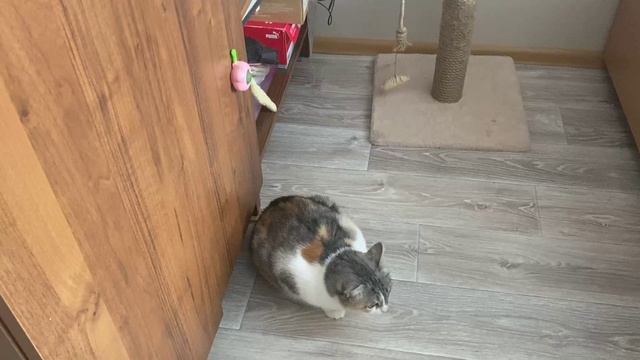 Развлекаем нашу кошку (часть1)
