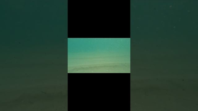 Cayo  Santa Marya. Утренний каранкс
