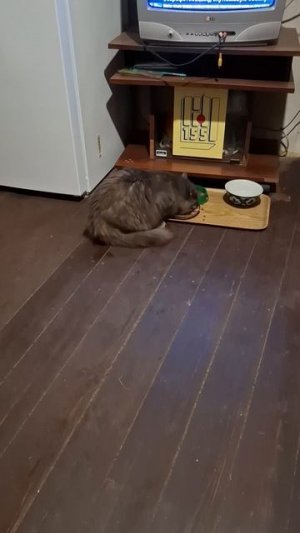 У котов нет забот
