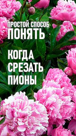 Всем цветоводам на заметку. Очень важно знать, когда срезать пионы.
#цветы #сад #пионы #юмор #смех
