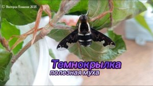 Темнокрылка, полезная муха