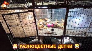 Цыплята и утята милые пушистики растут на радость хозяину (55)