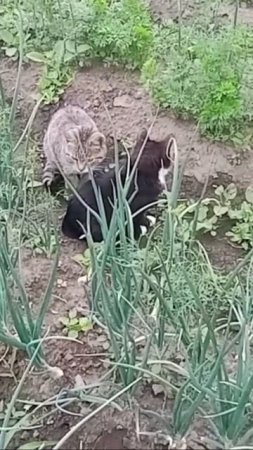 🐱🐈⬛