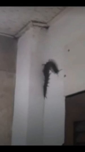 Сороконожка