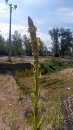 1000045208.mp428.06.2025г.