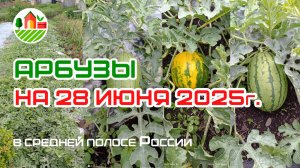 Арбузы на 28 июня 2025г в средней полосе России