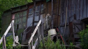 СОБАКА ДРУГ ЧЕЛОВЕКА?