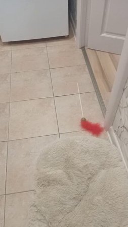 Китти явно наслаждается своим "футбольным" временем