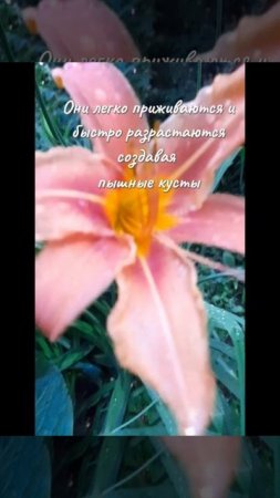 Цветок лилейник-украшение любого сада