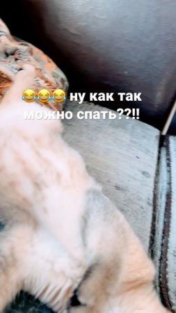 #Панда#кошкаспит
