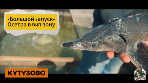 28.06.25 запуск осетра в вип зону
