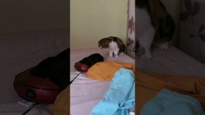 Животные-приколы и не только