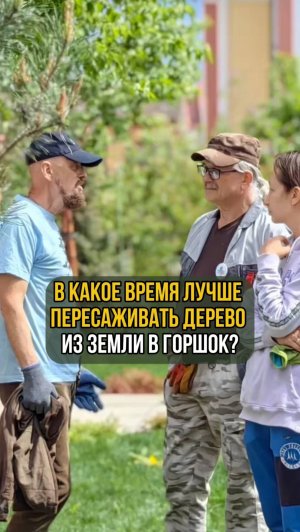 В какое время лучше всего пересаживать дерево из земли в горшок?