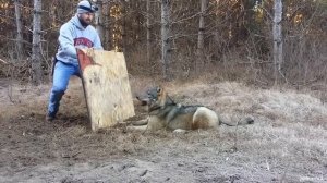 Животных Впервые ОСВОБОЖДАЮТ НА СВОБОДУ!