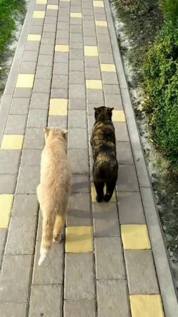 Коты путешественники