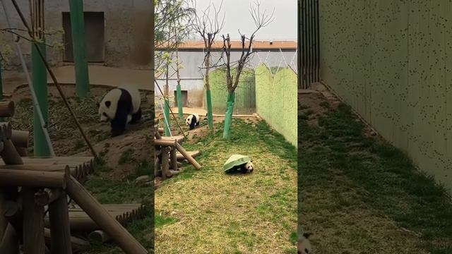 Животные-приколы и не только