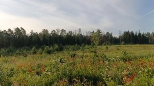Магнолия