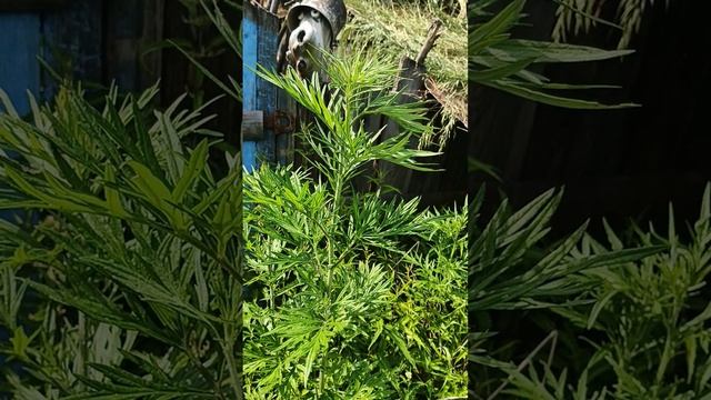 1000000450.mp4Лекарственные травы на дачных участках."Сев.Форпост" о дикоросах в садах Д.В