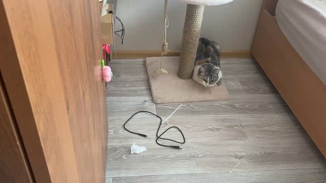 Развлекаем нашу кошку (часть8)