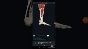 Длинный сгибатель пальцев стопы. Flexor digitorum longus. 3D анатомия.